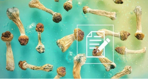 ЩО ПОТРІБНО ЗНАТИ ПРО ПСИЛОЦИБІНОВІ ГРИБИ