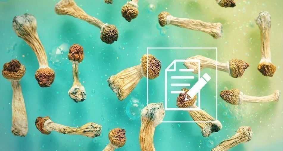 ЩО ПОТРІБНО ЗНАТИ ПРО ПСИЛОЦИБІНОВІ ГРИБИ