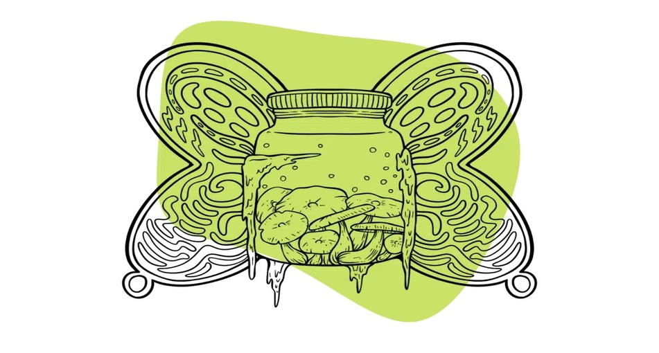 КАК ПРАВИЛЬНО ХРАНИТЬ ПСИЛОЦИБИНОВЫЕ ГРИБЫ? ЧАСТЬ ПЕРВАЯ.