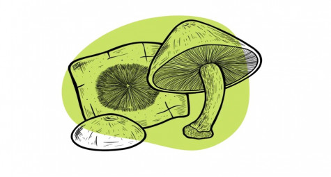 ЯК ЗРОБИТИ СПОРОВИЙ ВІДБИТОК У ДОМАШНІХ УМОВАХ