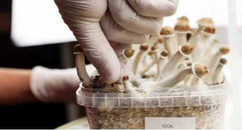 ПІДГОТОВКА ДО УСПІШНОГО ВИРОЩУВАННЯ ПСИЛОЦИБІНОВИХ ГРИБІВ УДОМА: ВАЖЛИВІ МОМЕНТИ.