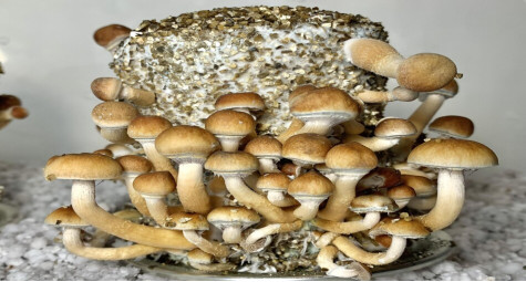 ЯК ВИРОСТИТИ ПСИЛОЦИБІНОВІ ГРИБИ ВДОМА: РОЗБИРАЄМО ПРОСТИЙ СПОСІБ PF Tek