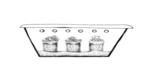 КРОК 4: ПЛОДОНОШЕННЯ (ПРОСТИЙ СПОСІБ PF-TEK)