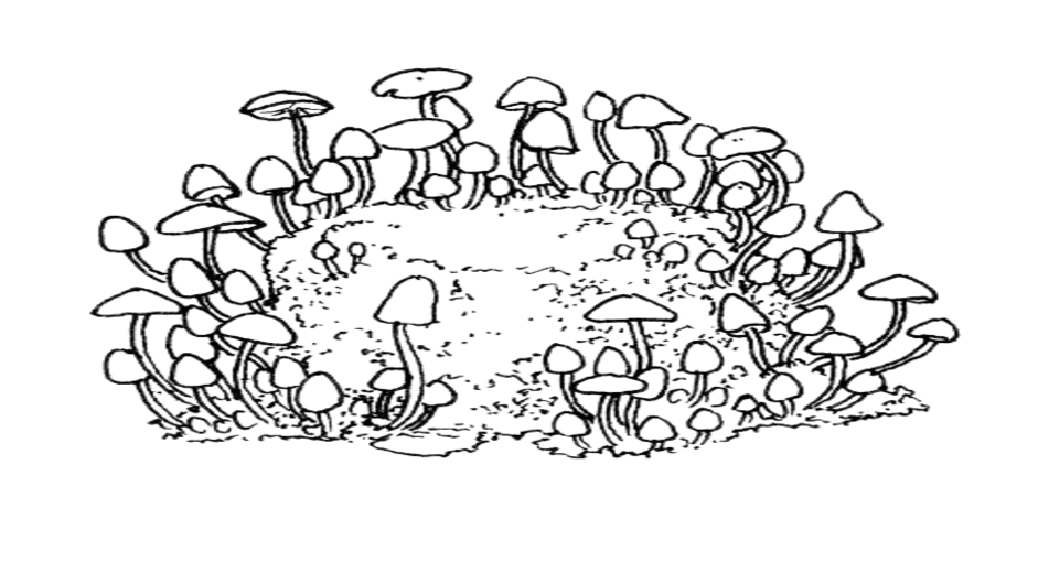 КРОК 5: ЗБІР УРОЖАЮ ТА СУШІННЯ ГРИБІВ