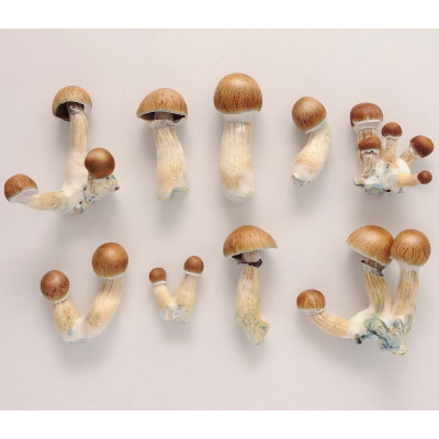 PSILOCYBE CUBENSIS: ПОШИРЕННЯ, МОРФОЛОГІЯ ТА ОГЛЯД ШТАМІВ