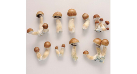 PSILOCYBE CUBENSIS: РАСПРОСТРАНЕНИЕ, МОРФОЛОГИЯ И ОБЗОР ШТАММОВ