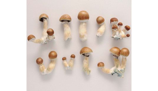 PSILOCYBE CUBENSIS: РАСПРОСТРАНЕНИЕ, МОРФОЛОГИЯ И ОБЗОР ШТАММОВ