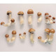PSILOCYBE CUBENSIS: РАСПРОСТРАНЕНИЕ, МОРФОЛОГИЯ И ОБЗОР ШТАММОВ