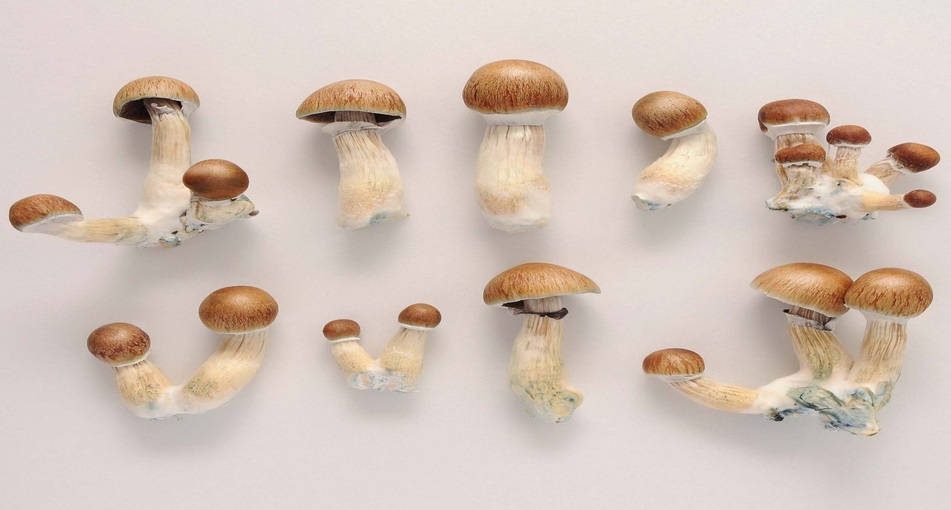 PSILOCYBE CUBENSIS: ПОШИРЕННЯ, МОРФОЛОГІЯ ТА ОГЛЯД ШТАМІВ