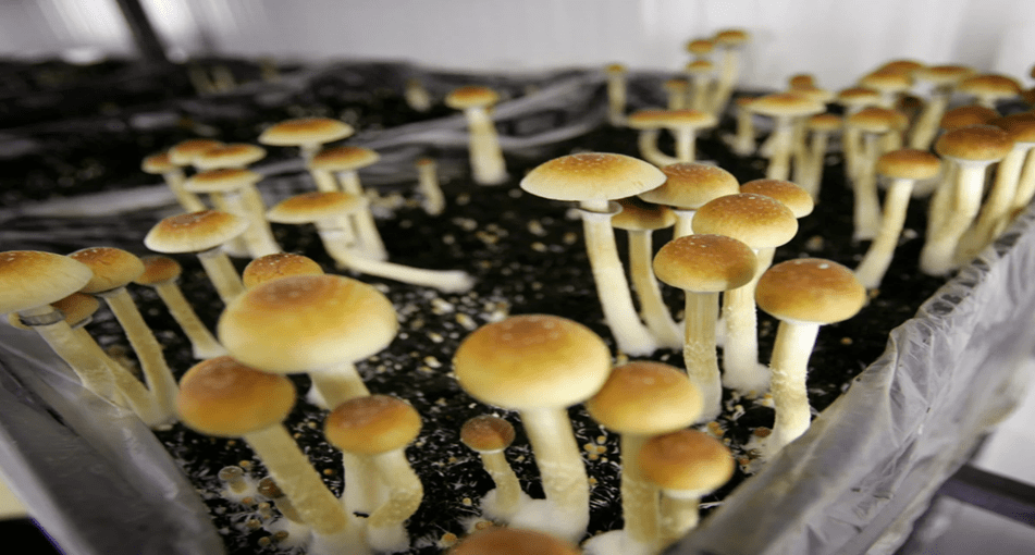 ПОРАДИ ТА РЕКОМЕНДАЦІЇ ЩОДО УСУНЕННЯ ТРУДНОЩІВ ПРИ ВИРОЩУВАННІ ЧАРІВНИХ ГРИБІВ