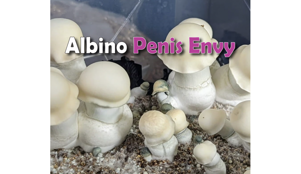 ГРИБЫ ALBINO PENIS ENVY