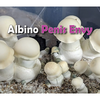 ГРИБЫ ALBINO PENIS ENVY