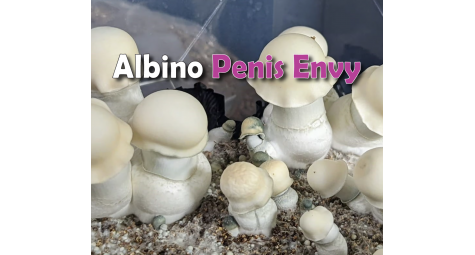 ГРИБЫ ALBINO PENIS ENVY