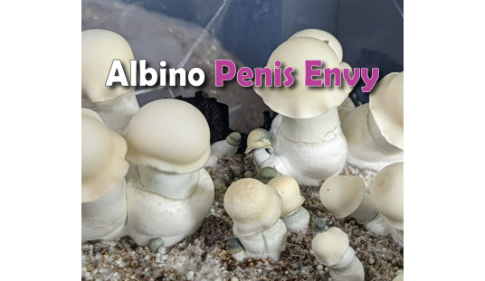 ГРИБИ ALBINO PENIS ENVY