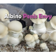ГРИБЫ ALBINO PENIS ENVY