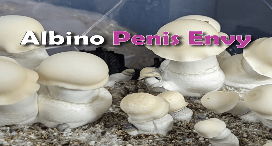 ГРИБИ ALBINO PENIS ENVY
