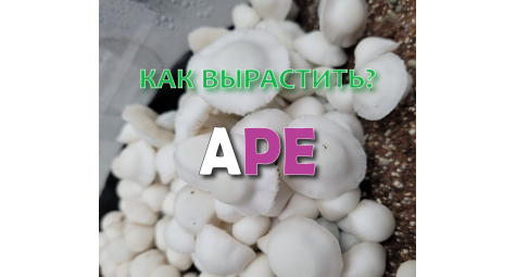 КАК ВЫРАСТИТЬ ГРИБЫ ALBINO PENIS ENVY?