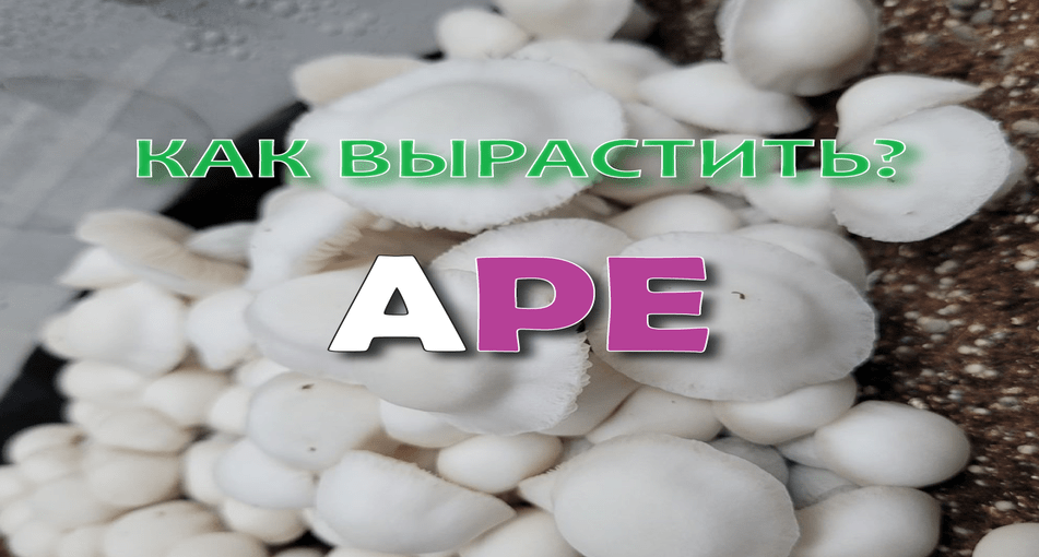 КАК ВЫРАСТИТЬ ГРИБЫ ALBINO PENIS ENVY?