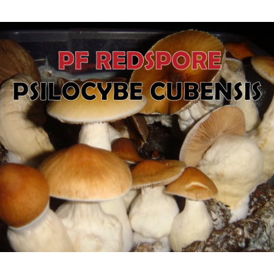 ШТАМ PF REDSPORE: ІНТРИГУЮЧИЙ ВАРІАНТ PF CLASSIC