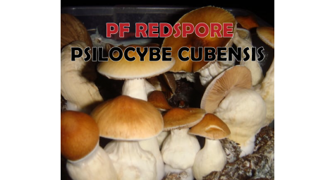 ШТАММ PF REDSPORE: ИНТРИГУЮЩИЙ ВАРИАНТ PF CLASSIC