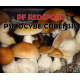 ШТАММ PF REDSPORE: ИНТРИГУЮЩИЙ ВАРИАНТ PF CLASSIC