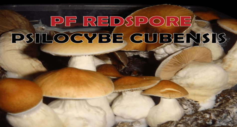 ШТАМ PF REDSPORE: ІНТРИГУЮЧИЙ ВАРІАНТ PF CLASSIC