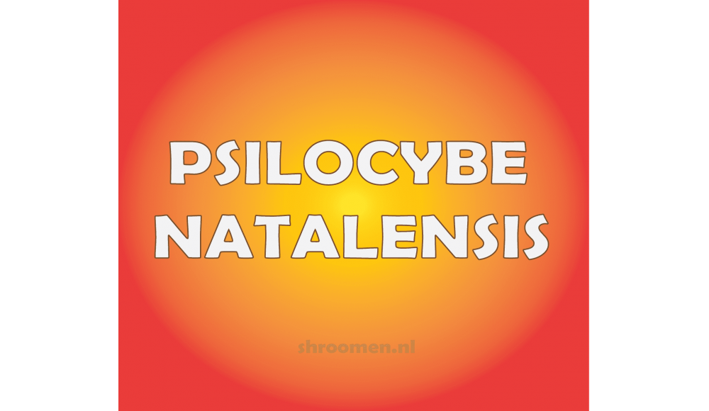 PSILOCYBE NATALENSIS