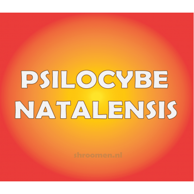 PSILOCYBE NATALENSIS