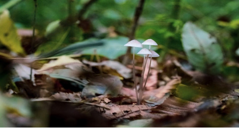 Терапевтический потенциал псилоцибина: новые горизонты в лечении психических расстройств.