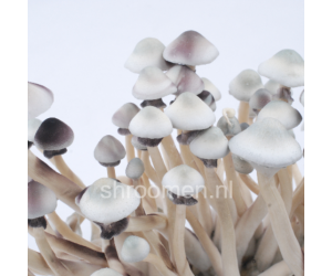 Спори грибів Albino A+ — Psilocybe Cubensis