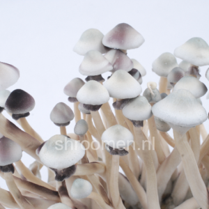 Спори грибів Albino A+ — Psilocybe Cubensis