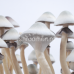 СПОРЫ ВОЛШЕБНЫХ ГРИБОВ Psilocybe Cubensis — ‘Albino’ A+