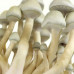 СПОРИ ЧАРІВНИХ ГРИБІВ Psilocybe Cubensis — Albino A+