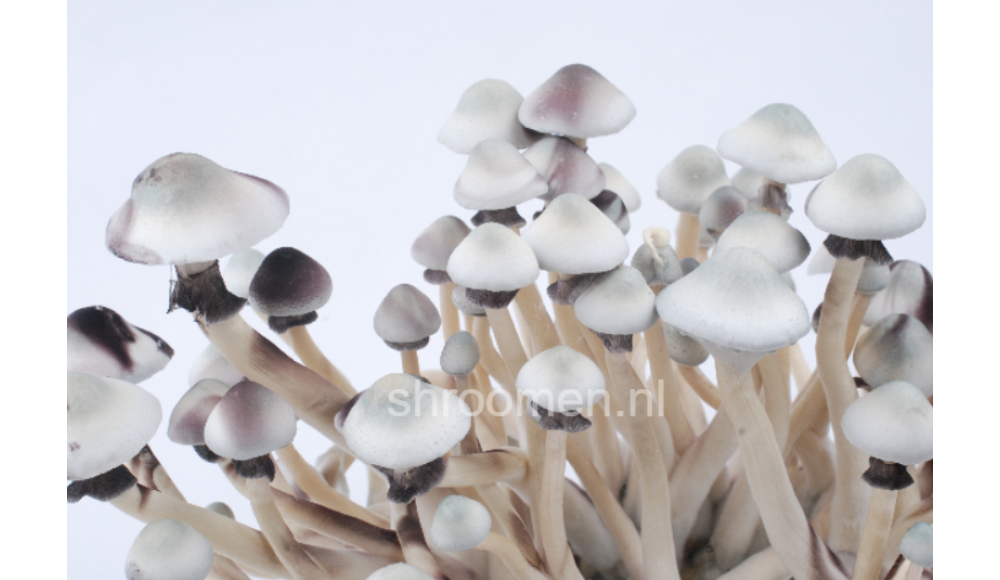 Штамм Psilocybe Cubensis — Albino A+