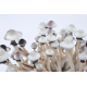 Штамм Psilocybe Cubensis — Albino A+