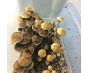 Споры грибов B+ Psilocybe Cubensis