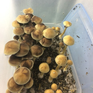 Споры грибов B+ Psilocybe Cubensis