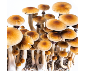 Жидкий мицелий B+ — Psilocybe Cubensis