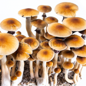 Рідкий міцелій B+ — Psilocybe Cubensis