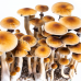 ЖИДКИЙ МИЦЕЛИЙ ПСИЛОЦИБИНОВЫХ ГРИБОВ PSILOCYBE CUBENSIS - B+