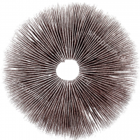 Споры грибов Cambodian — Psilocybe Cubensis