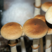 СПОРИ ЧАРІВНИХ ГРИБІВ Psilocybe Cubensis — Colombian Rust Spore