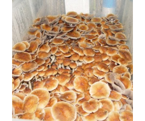 Споры грибов Colombian Rust Spore — Psilocybe Cubensis