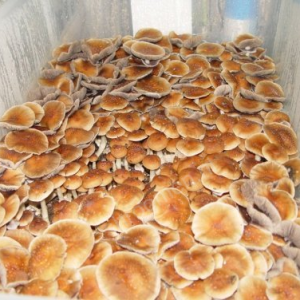 Споры грибов Colombian Rust Spore — Psilocybe Cubensis