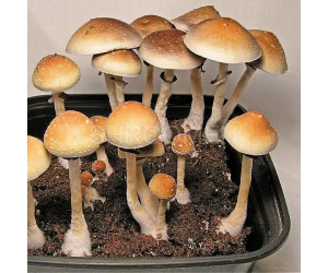 Споры грибов F+ Psilocybe Cubensis