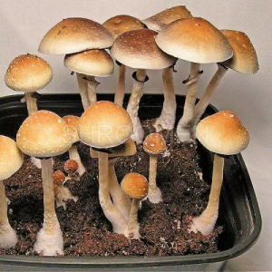 Споры грибов F+ Psilocybe Cubensis