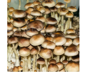 Споры грибов Lizard King - Psilocybe Cubensis