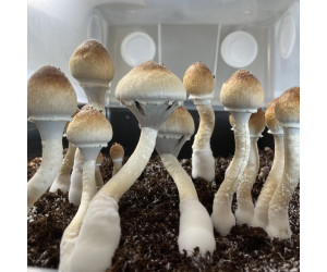 Спори грибів Lizard King - Psilocybe Cubensis