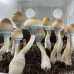 СПОРИ ПСИЛОЦИБІНОВИХ ГРИБІВ PSILOCYBE CUBENSIS - LIZARD KING