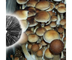 Споры грибов Orissa — Psilocybe Cubensis